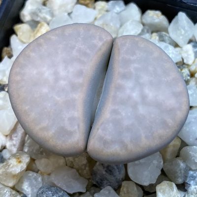 SH38829 Lithops karasmontana v. opalina