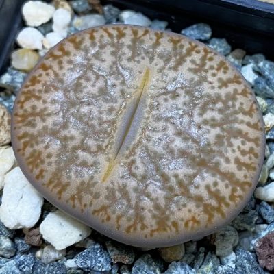 SH38830 Lithops pseudotruncatella