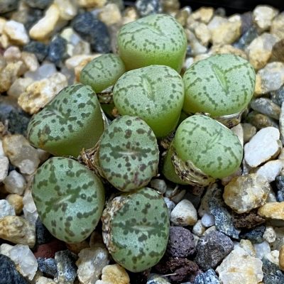 SH38831 Conophytum obcordellum, seedling 2 plants