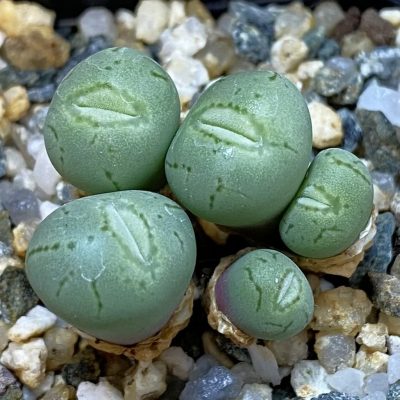 SH38832 Conophytum obcordellum