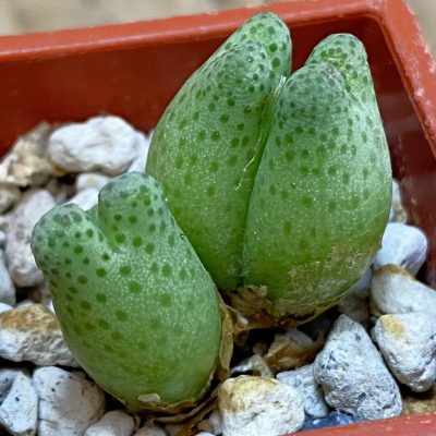 SH38834 Conophytum marginatum springbok SB 2342