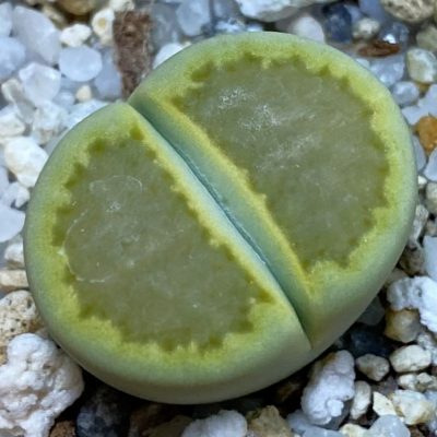 SH38835 Lithops hallii ‘Yellow Biscuit’