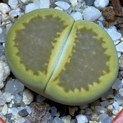 SH38836 Lithops hallii ‘Yellow Biscuit’