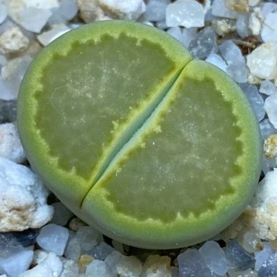 SH38837 Lithops hallii ‘Yellow Biscuit’
