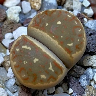 SH38838 Lithops dorotheae