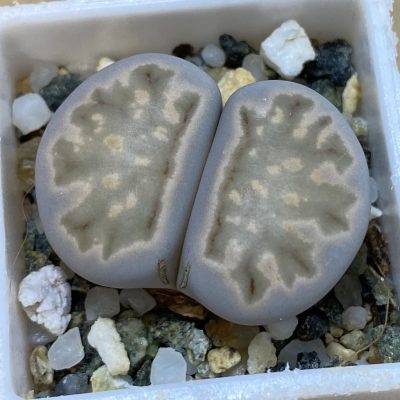 SH38839 Lithops julii 'Kikushogiyoku' hybrid