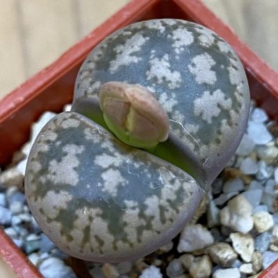 SH38840 Lithops gesinae v. annae C078