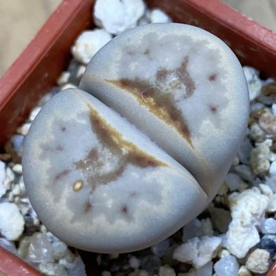 SH38841 Lithops julii ‘Hot Lips’