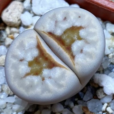 SH38842 Lithops julii ‘Hot Lips’