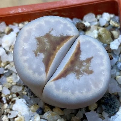 SH38843 Lithops julii ‘Hot Lips’