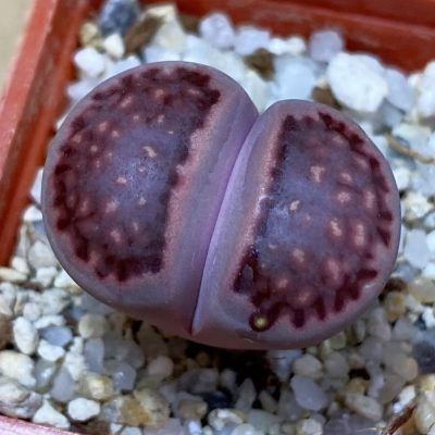 SH38846 Lithops salicola ‘Sato’s Violet’ hybrid