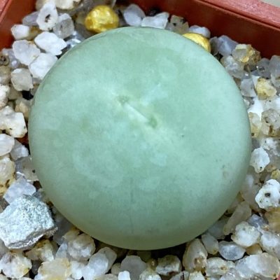 SH38847 Conophytum calculus
