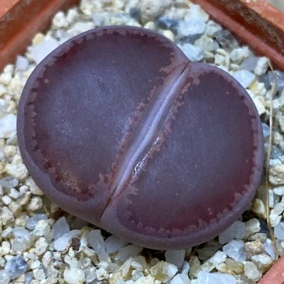 SH38849 Lithops aucampiae ‘Ko’