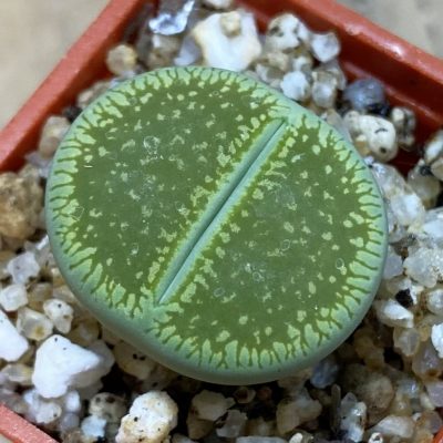 SH38850 Lithops aucampiae 'Bella Ketty'