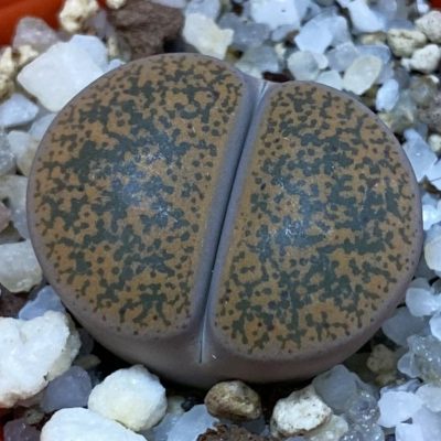 SH38851 Lithops lesliei v. minor