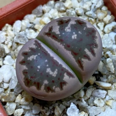SH38852 Lithops dorotheae