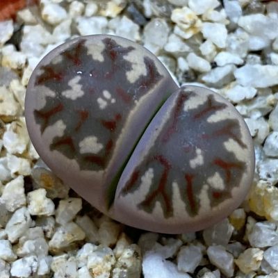 SH38853 Lithops dorotheae