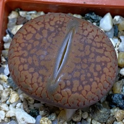 SH38854 Lithops aucampiae v. koelemanii