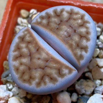 SH38855 Lithops karasmontana v. lerichiana