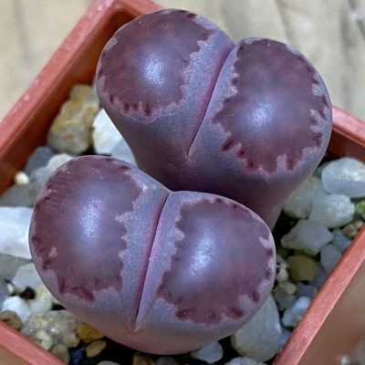 SH38856 Lithops salicola ‘Sato’s Violet’ hybrid