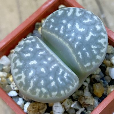 SH38857 Lithops marmorata