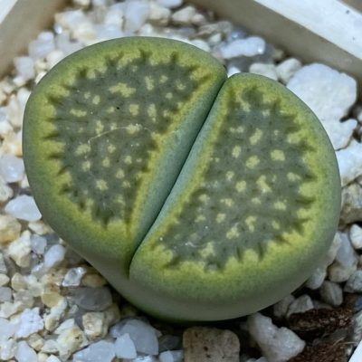 SH38858 Lithops hallii ‘Green Soapstone’