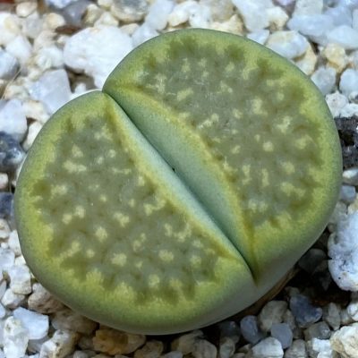 SH38859 Lithops hallii ‘Green Soapstone’