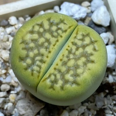 SH38860 Lithops hallii ‘Green Soapstone’
