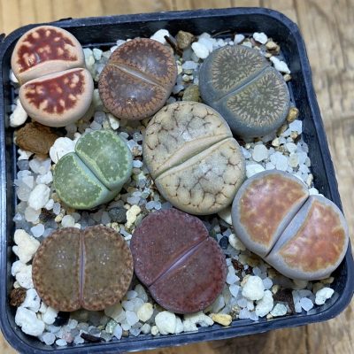 SH38861 Lithops mix