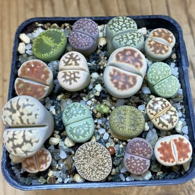 SH38862 Lithops mix