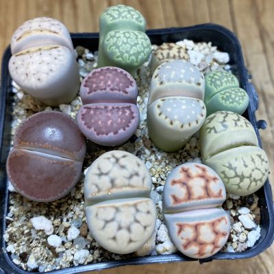 SH38863 Lithops mix