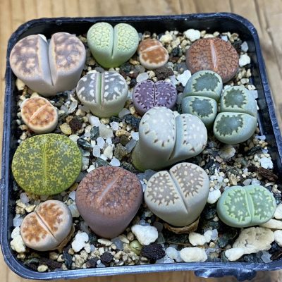 SH38864 Lithops mix