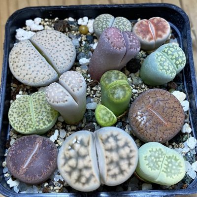 SH38865 Lithops mix