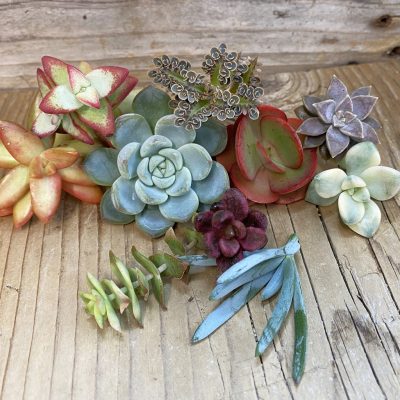 SH38866 Succulents mix, cuted