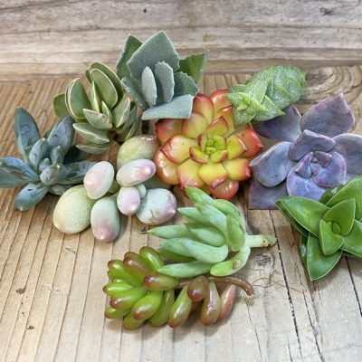 SH38867 Succulents mix, cuted