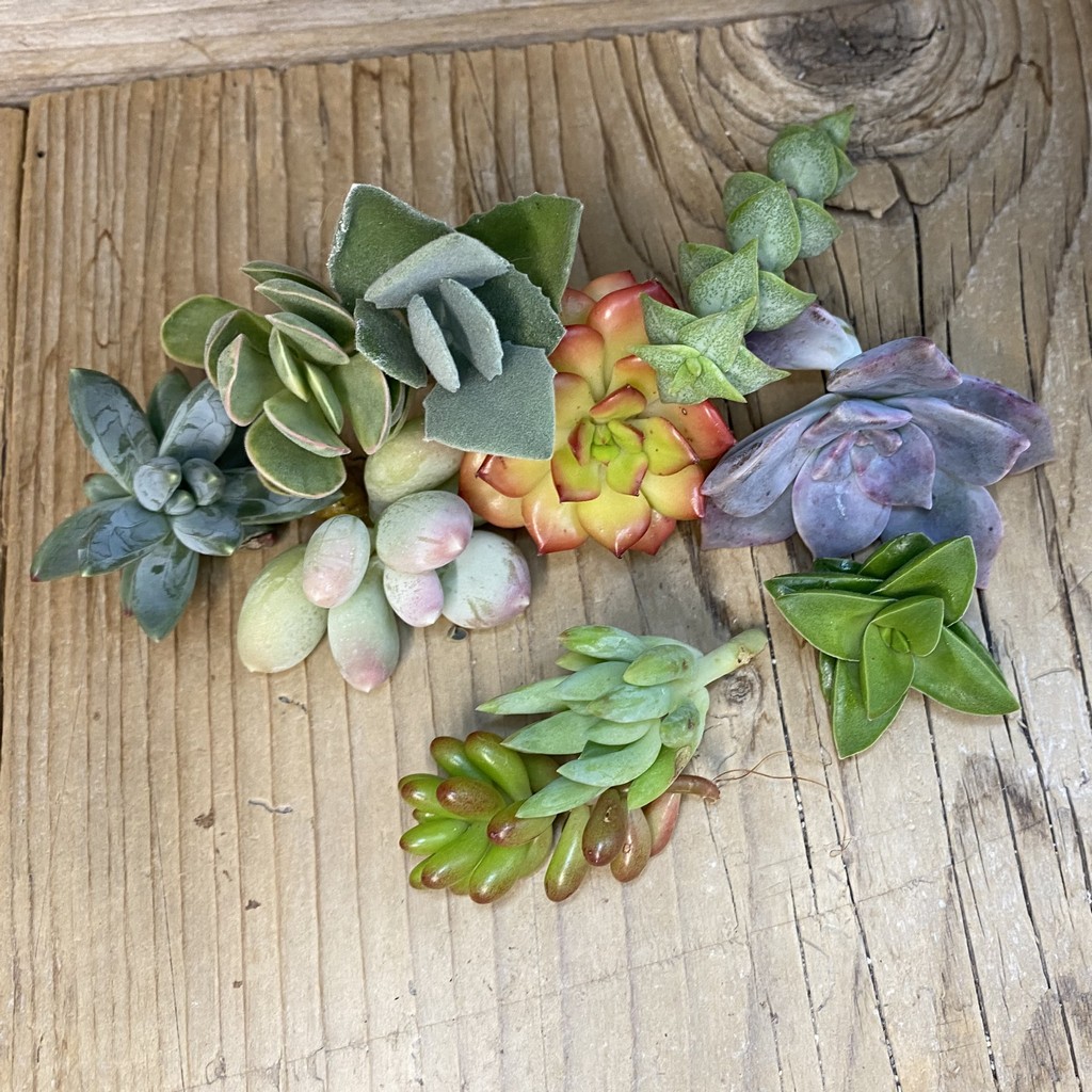 SH38867 Succulents mix, cuted - Image 2