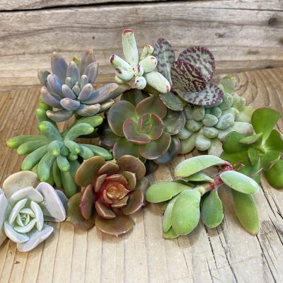SH38868 Succulents mix, cuted