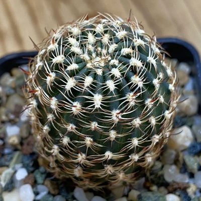 SH38779 Lobivia pusilla v. flaviflora