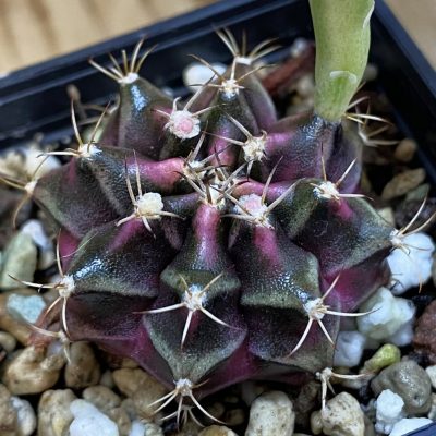 SH38780  Gymnocalycium mihanovichii ‘Bubble Gum’