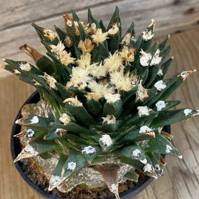 SH38783 Ariocarpus agavoides VM 804, grafted, 30 years old
