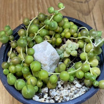 SH38784 Senecio rowleyanus
