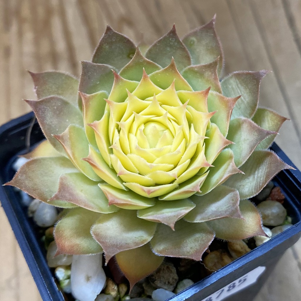 SH38785 Sempervivum 'Chick Charms' 'Gold Nugget' (cold-resistant)