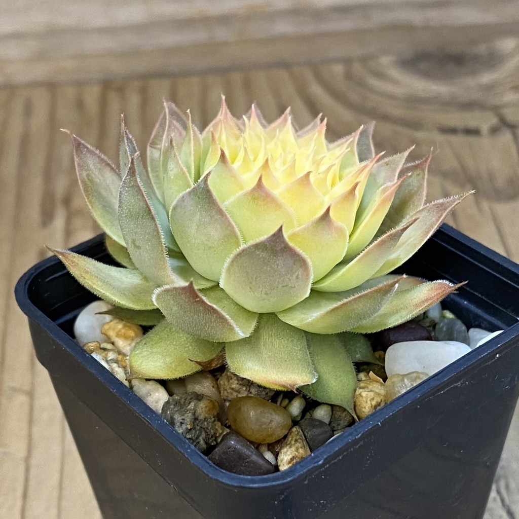 SH38785 Sempervivum 'Chick Charms' 'Gold Nugget' (cold-resistant) - Зображення 2