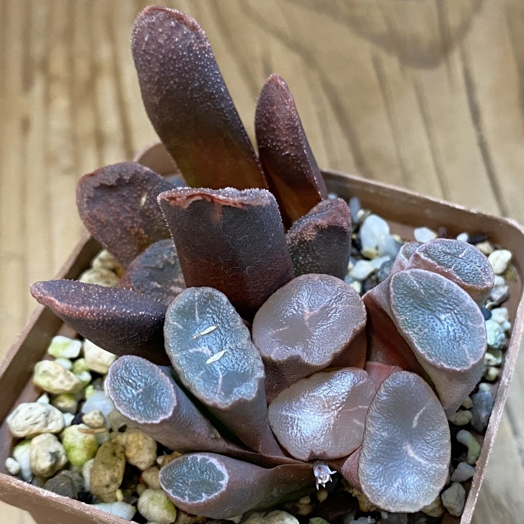 SH38787 Haworthia maughanii + hybrid