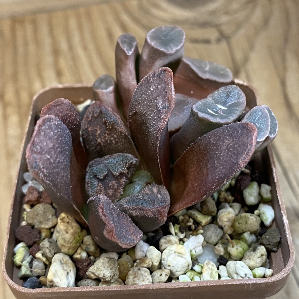 SH38787 Haworthia maughanii + hybrid - Image 2