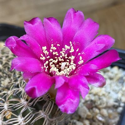 SH38773 Sulcorebutia dorana HJ 807