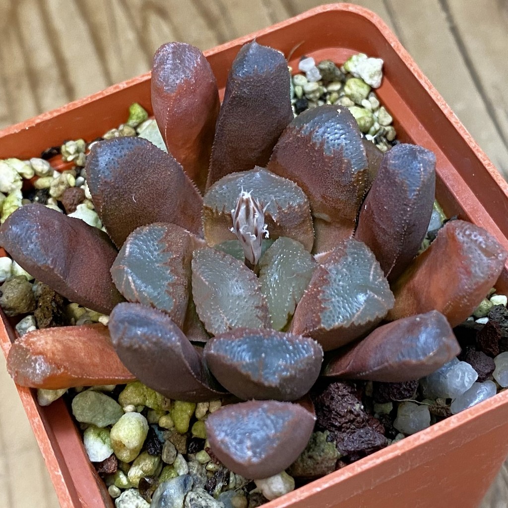 SH38788 Haworthia maughanii hybrid
