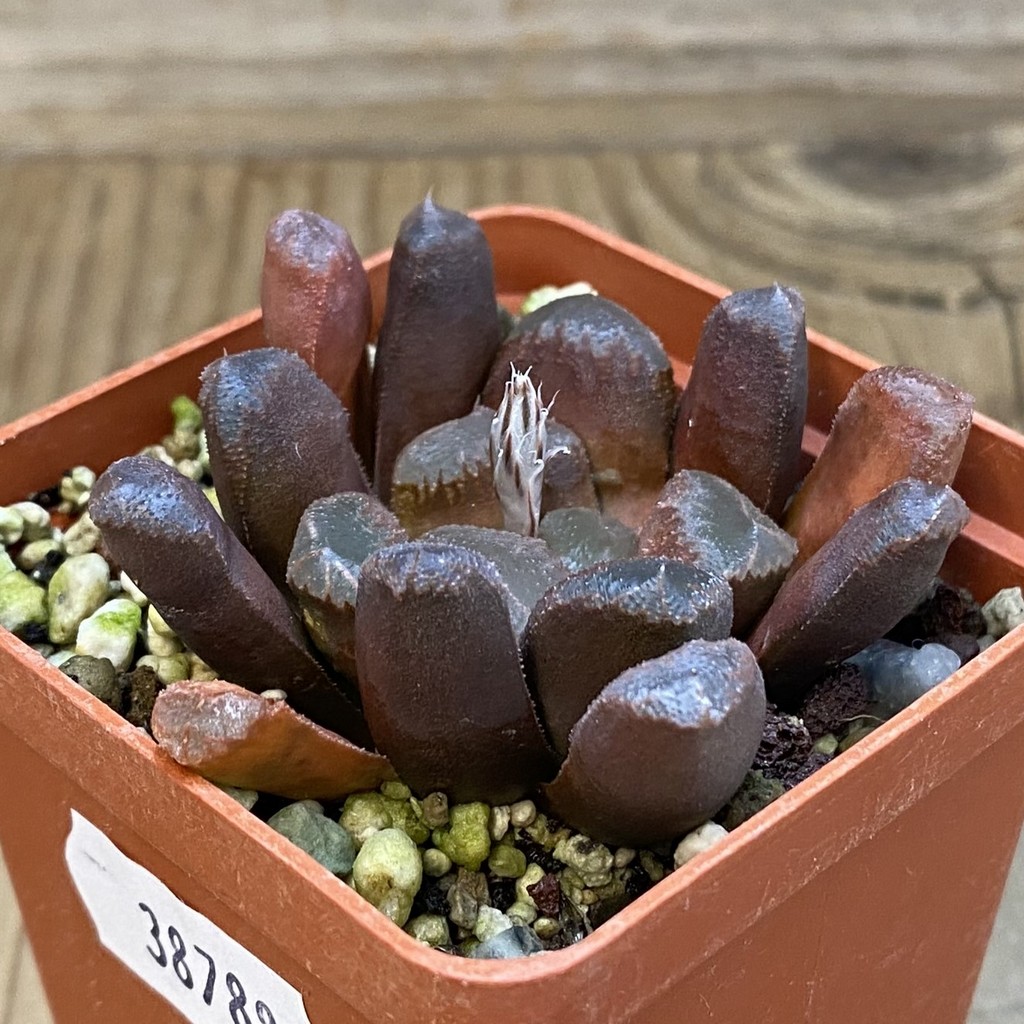 SH38788 Haworthia maughanii hybrid - Image 2