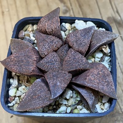 SH38790 Haworthia picta -Japan-