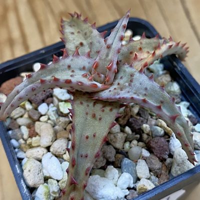 SH38791 Aloe castilloniae hybrid